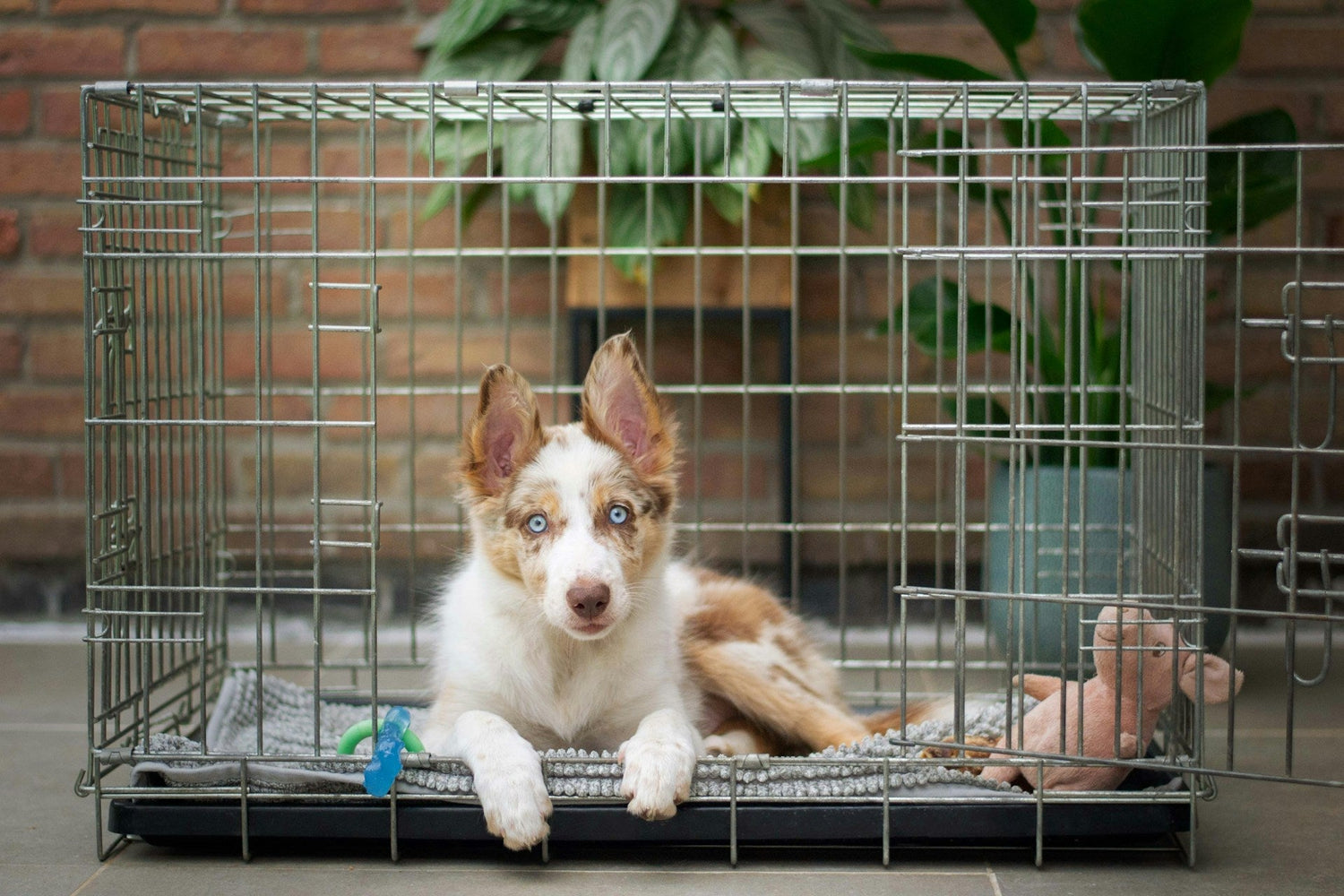 Kennels